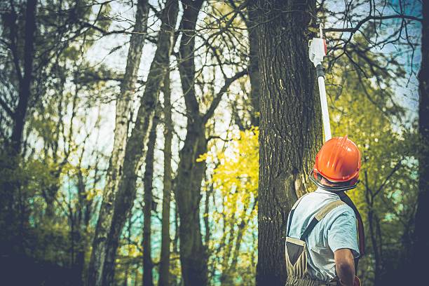 How Our Tree Care Process Works  in  Cambridge, NE