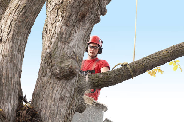 Professional Tree Services in Cambridge, NE